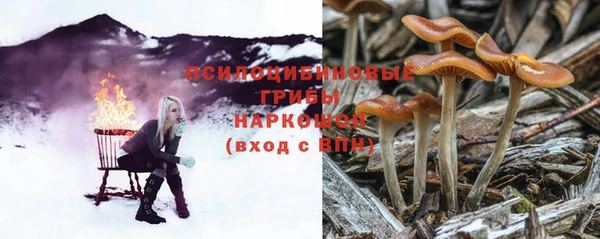 стаф Аркадак