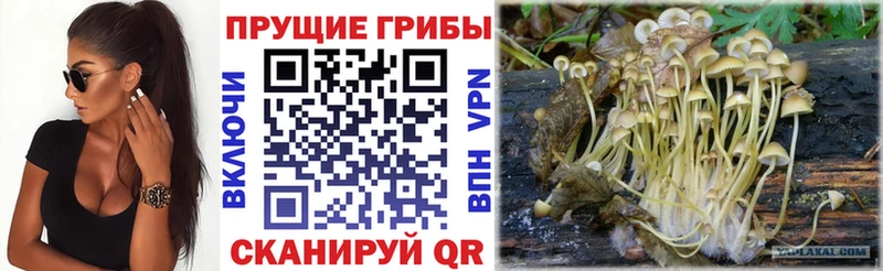 Псилоцибиновые грибы GOLDEN TEACHER  Купить где  Кочубеевское 